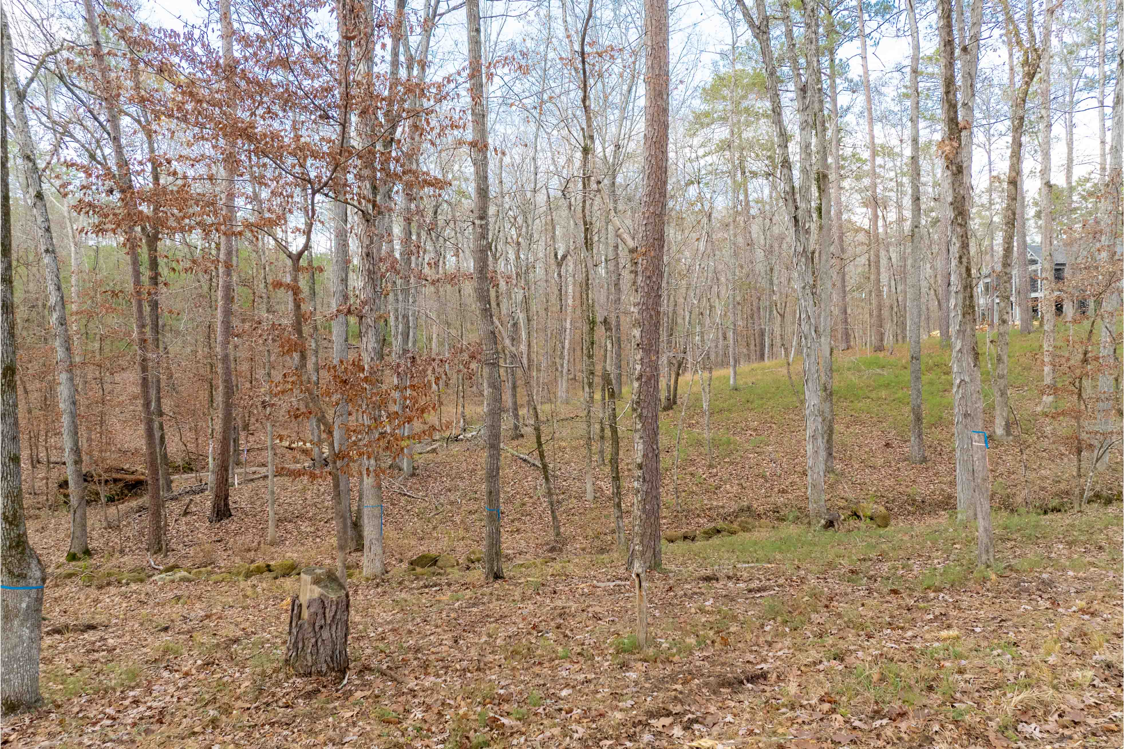 1217 Fox Squirrel Drive image 7